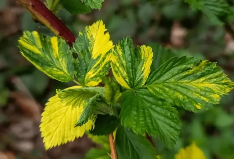 Nitrogen deficiency symptoms in fruit trees