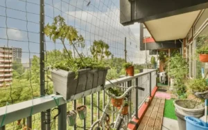 North-Facing Balcony Fruit Issues