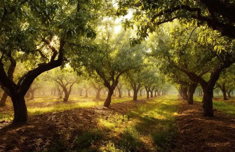 Not Enough Sunlight for Fruit Trees