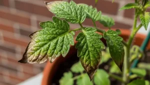Nutrient Burn in Potted Fruit Trees