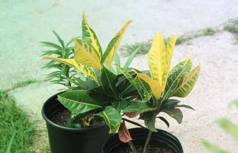 Nutrient Deficiency in Potted Fruit Trees