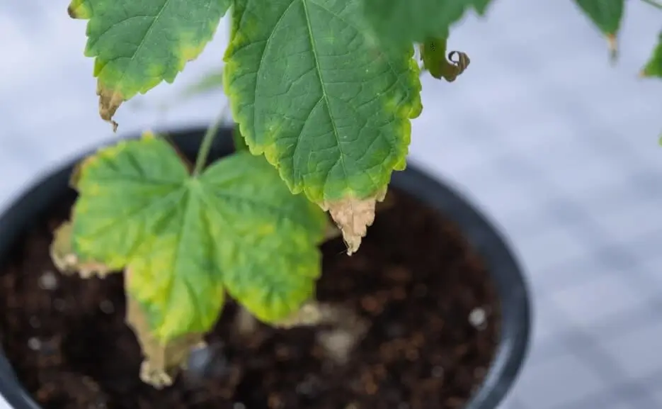 Nutrient Problems Affecting Fruiting