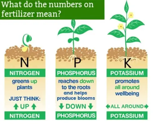 Organic vs Chemical Fertilizers