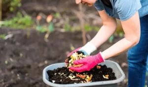 Overfertilizing Fruit Trees