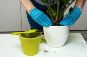 Overfertilizing Fruit Trees in Pots