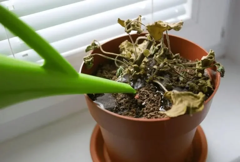Overwatering Fruit Trees in Containers
