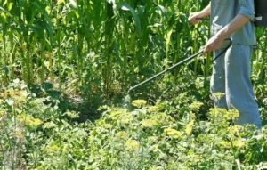 Pest resistance in balcony gardens