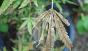 Phosphorus Deficiency in Containers