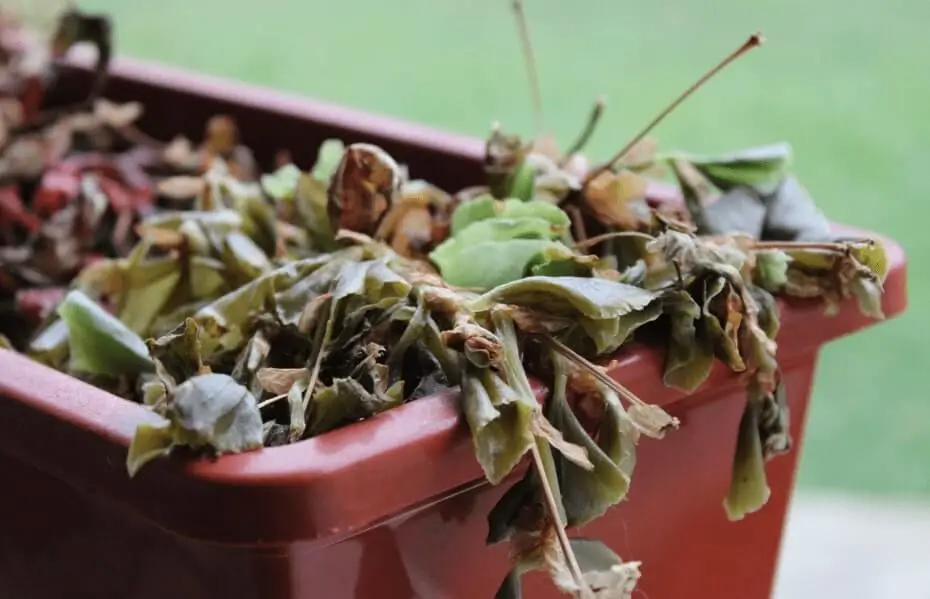 Poor Pollination in Container Fruit Trees