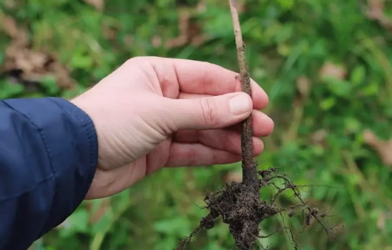 Poor Root Growth Due to Soil