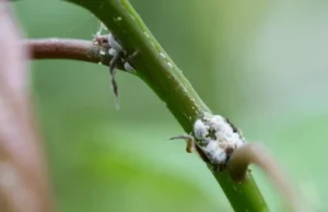 Powdery mildew on fruit trees