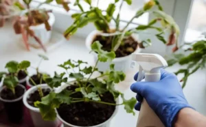 Quarantine Tips for New Fruit Plants