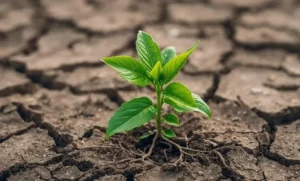 Reused Soil Causing Plant Issues