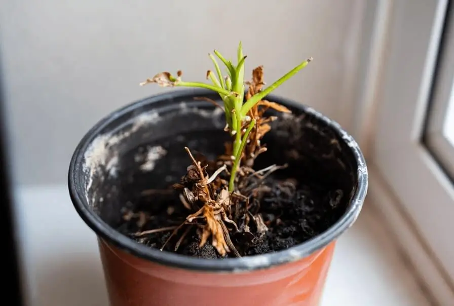 Root Rot in Potted Fruit Trees