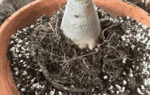 Salt buildup in container soil