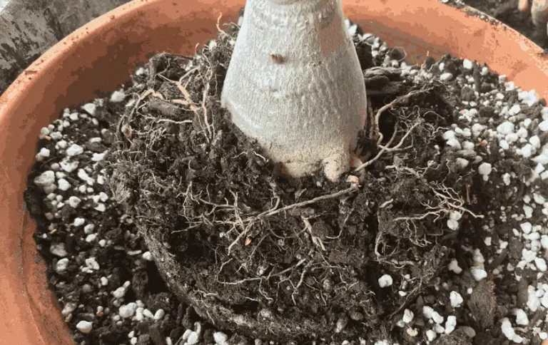 Salt buildup in container soil