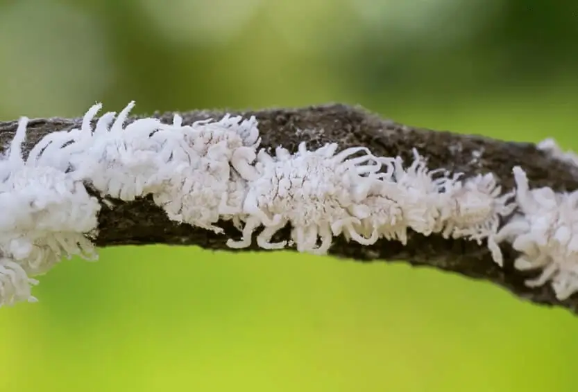 Scale insects on fruit trees