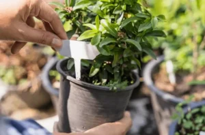 Self-Watering Containers for Fruit Trees