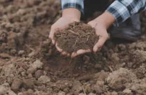 Signs Your Soil Needs Changing