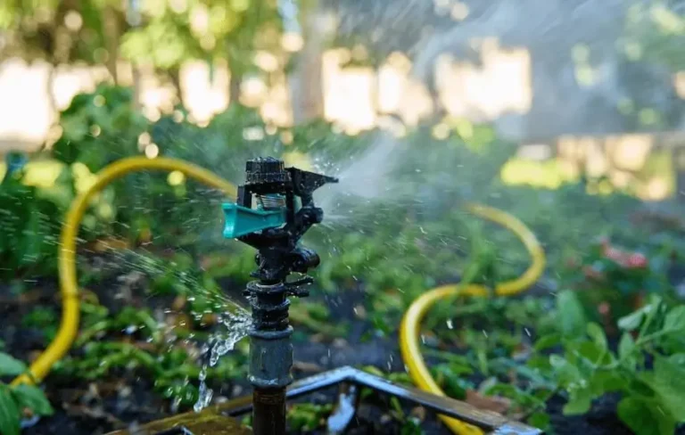 Signs of Healthy Watering Routine