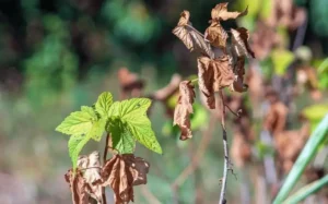 Signs of Nutrient Deficiency in Fruit Trees
