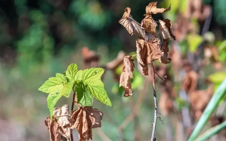 Signs of Nutrient Deficiency in Fruit Trees