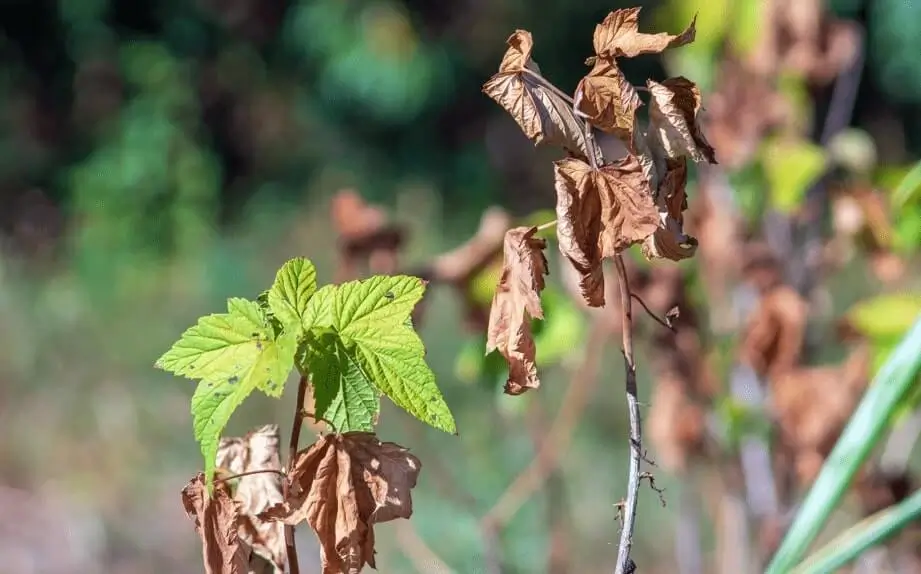 Signs of Nutrient Deficiency in Fruit Trees