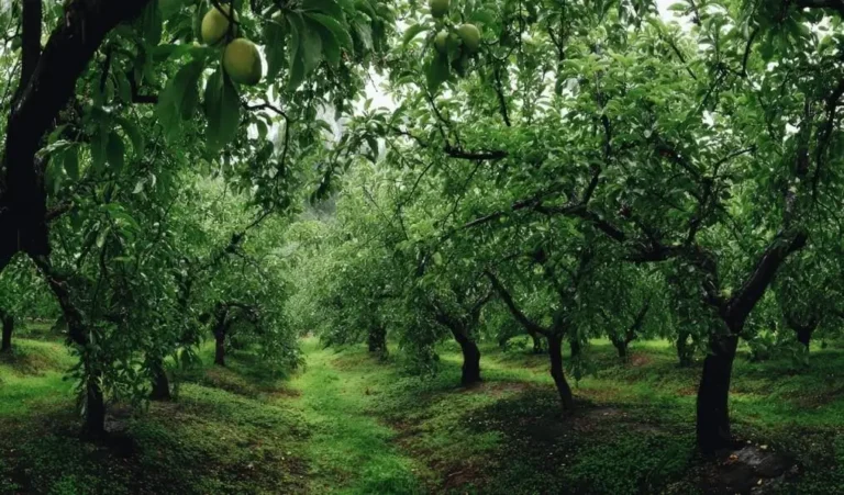 Slow-Release Fertilizer for Fruit Trees