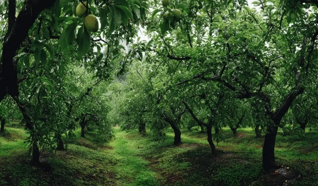 Slow-Release Fertilizer for Fruit Trees