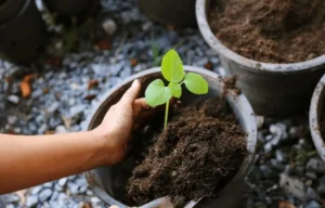 Soil Compaction in Containers