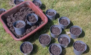 Soil Contamination in Pots