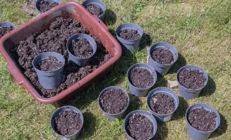 Soil Contamination in Pots