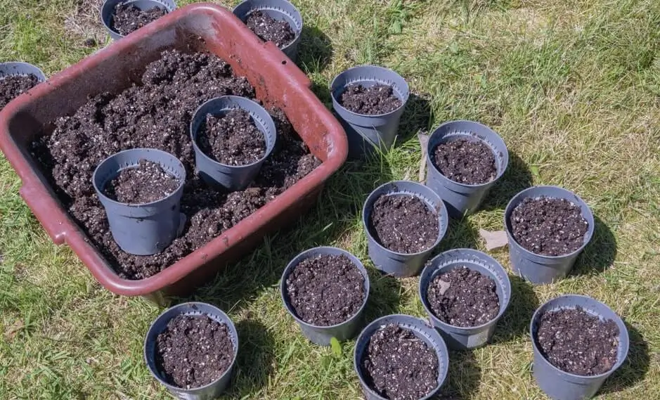 Soil Contamination in Pots
