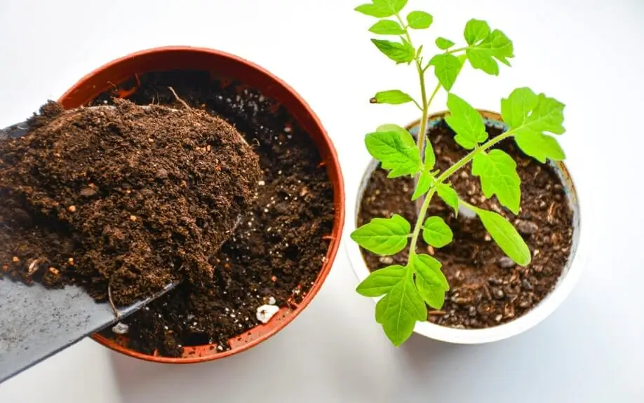 Soil Mistakes Beginners Make