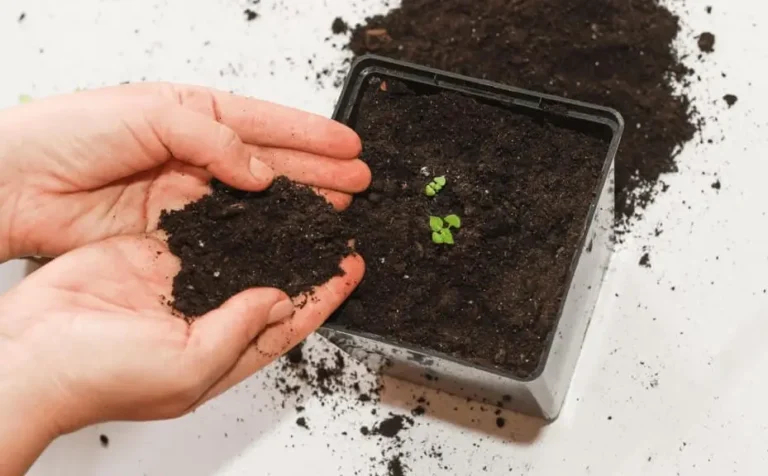 Soil Shrinking Away From Pot Edges