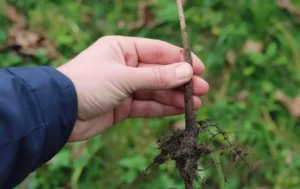 Soil Temperature and Root Health