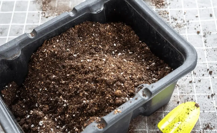 Soil fungus problems in containers