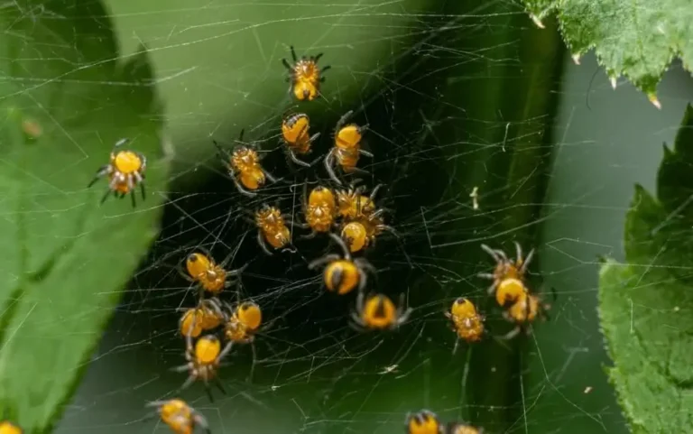 Spider Mites on Container Fruit Trees
