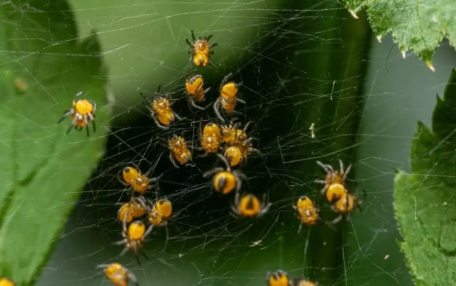 Spider Mites on Container Fruit Trees