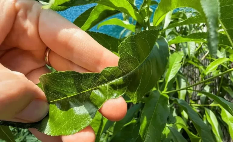 Sticky leaves on fruit trees