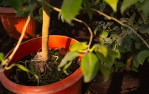 Sustainable Container Fruit Gardening