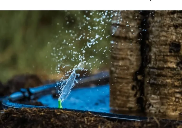 Watering Checklist for Fruit Trees