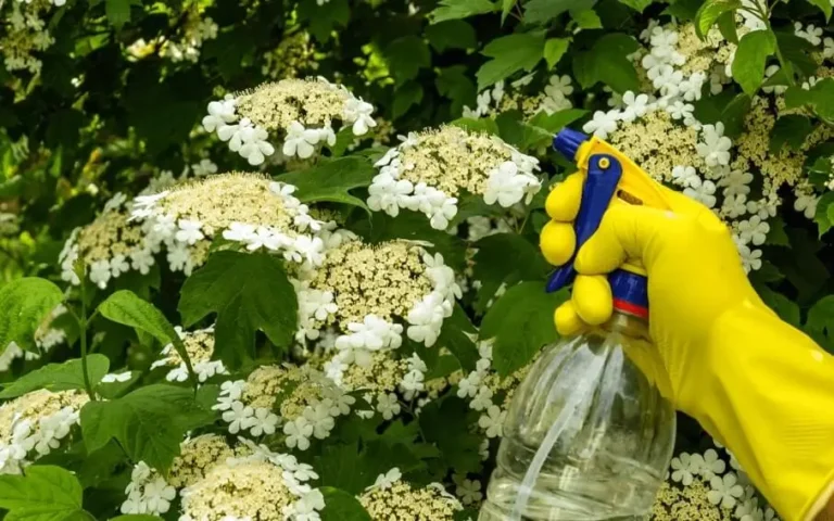 Watering Fruit Trees During Flowering