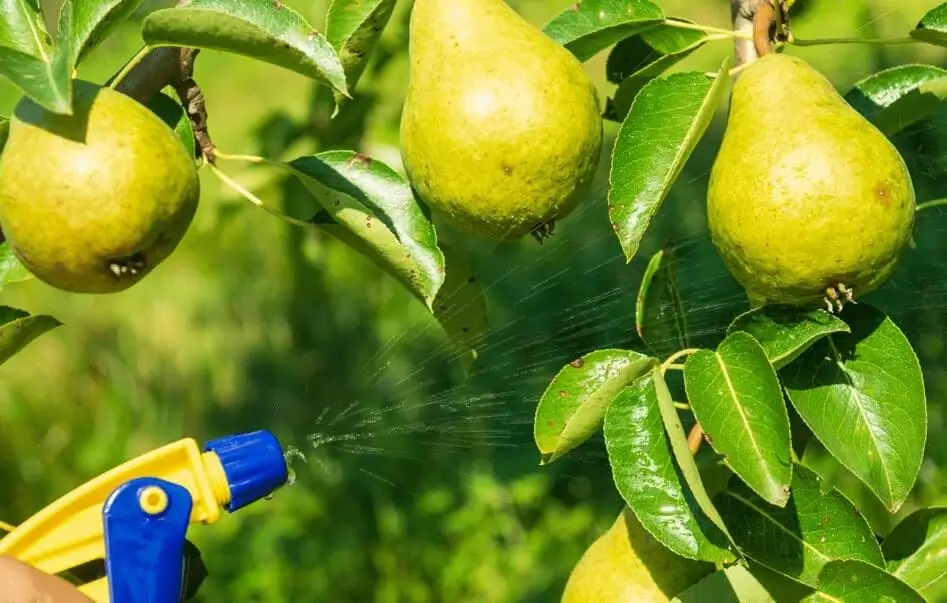 Watering Fruit Trees During Fruiting