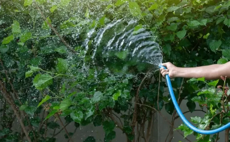 Watering Fruit Trees Not Enough