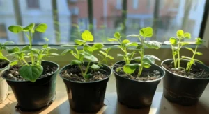 Watering Fruit Trees in Apartments