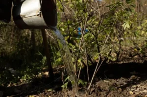 Watering Fruit Trees in Coastal Areas