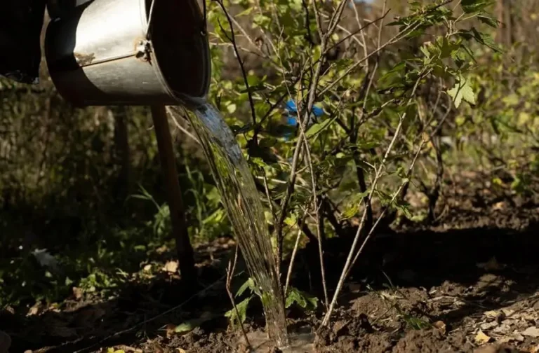 Watering Fruit Trees in Coastal Areas
