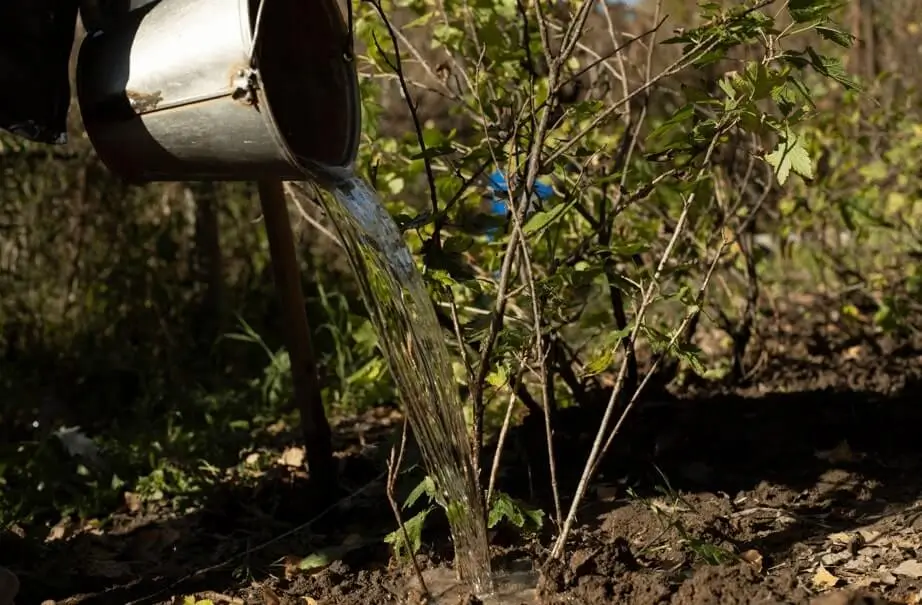 Watering Fruit Trees in Coastal Areas