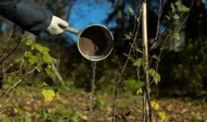 Watering Fruit Trees in Cold Weather